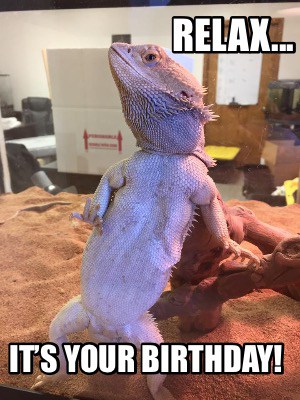 bearded dragon bearded dragon meme