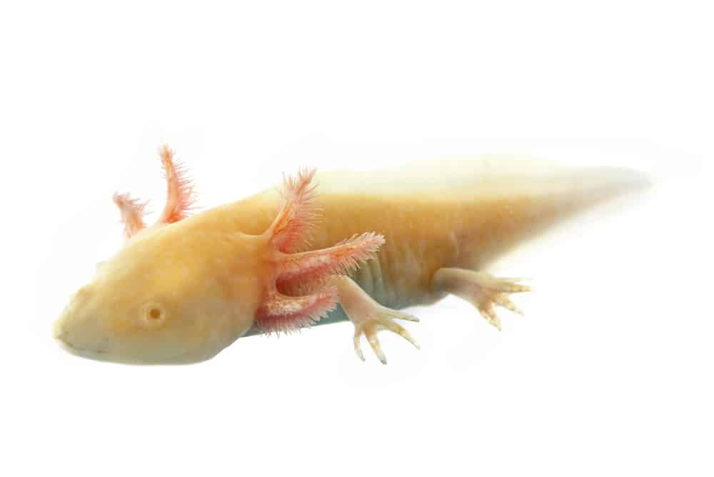 yellow albino axolotl