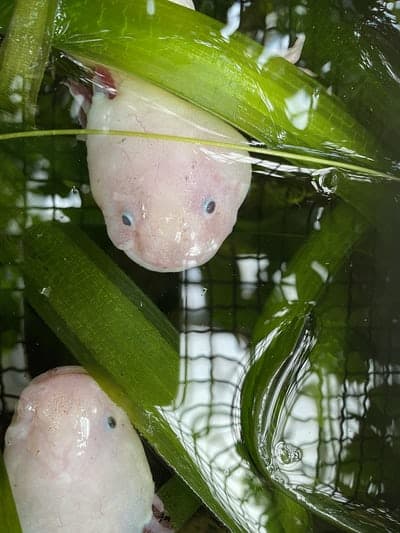 overhead shot of two axolotls near surface of water