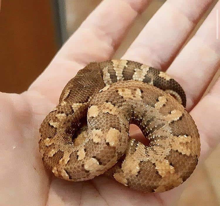 young viper boa in palm of hand