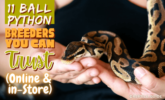 11 Ball Python Breeders You Can Trust (Online & in-Store)