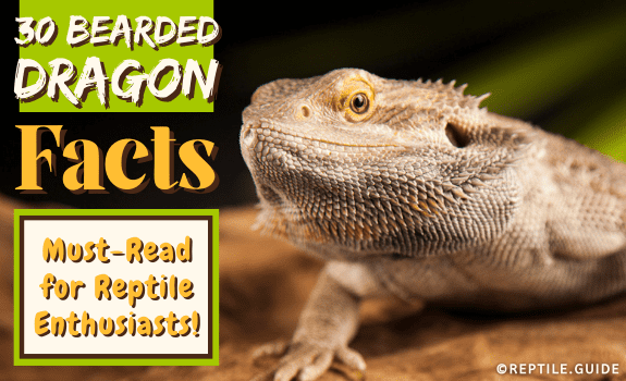 30 Bearded Dragon Facts (the Funny, the Interesting, & the Weird)