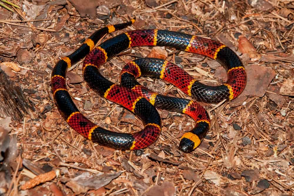 A Eastern Coral Snake on dead leaves on the ground