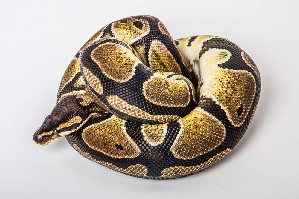 A curled ball python against a white background
