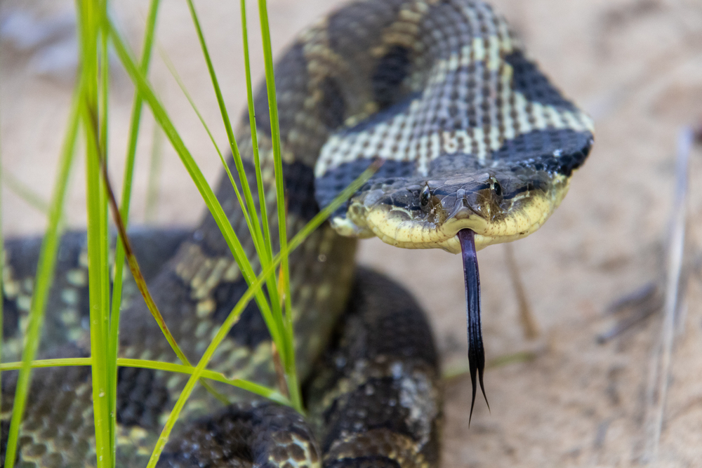 Adult Eastern Hognose Snake with flattened neck on sandy soil with grass