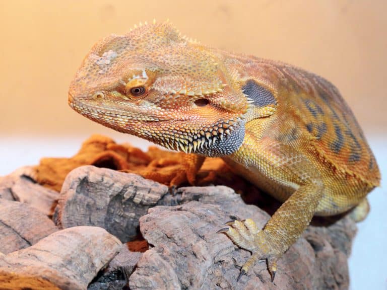 Bearded Dragon Price & Keeping Costs (a Detailed Breakdown)