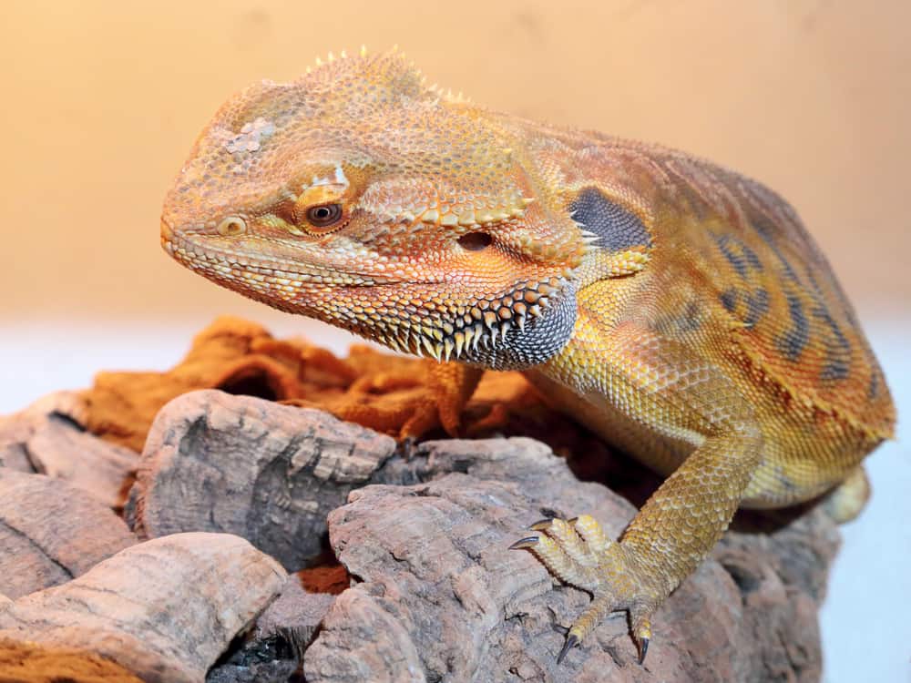 Adult bearded dragon basking on a rock