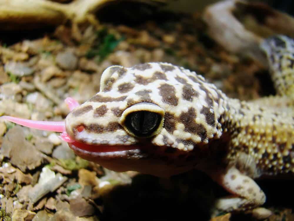 Adult female leopard gecko eating prey