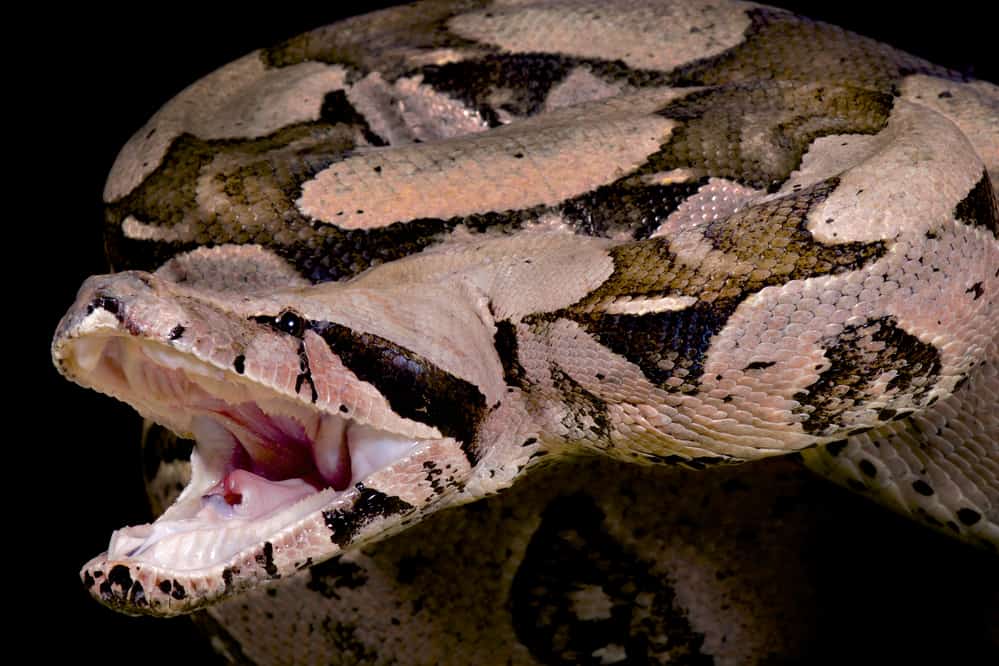 Aggressive Colombian red tail boa in a threatening stance
