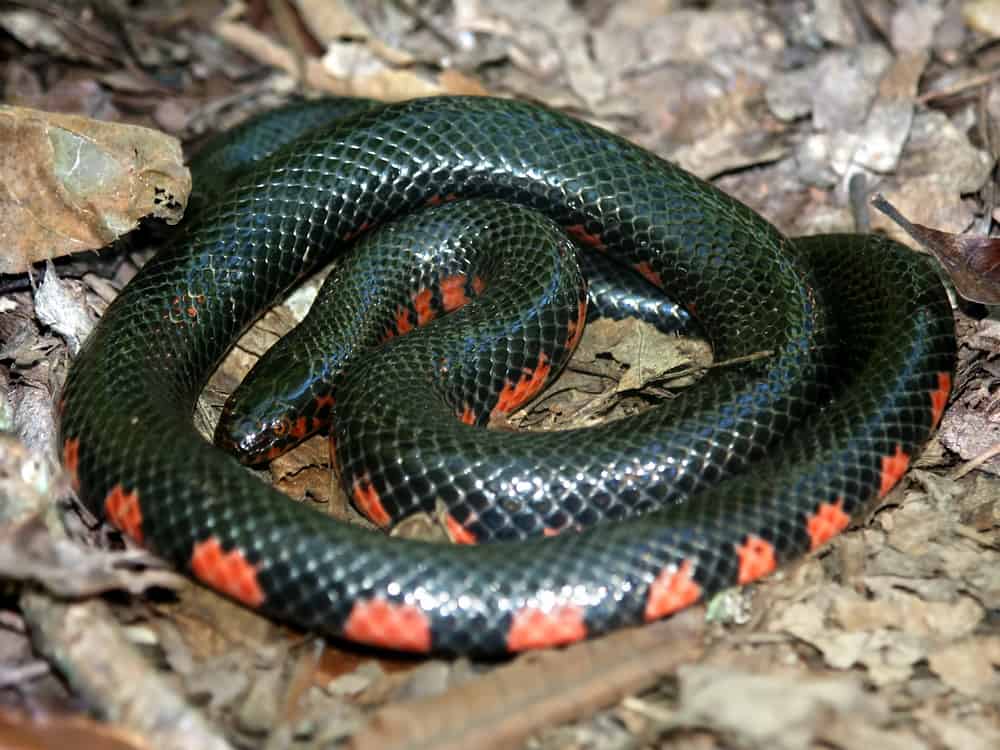 A mud snake with red splotches on its belly