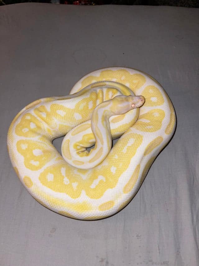 Albino Black Pastel Ball Python on a grey cloth