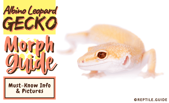 Albino Leopard Gecko Morph Types: Everything You Need to Know!