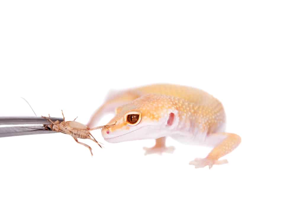 Feeding Albino Leopard Gecko live Insects
