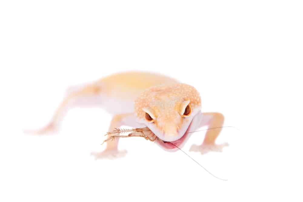 Albino Leopard Gecko eating a cricket