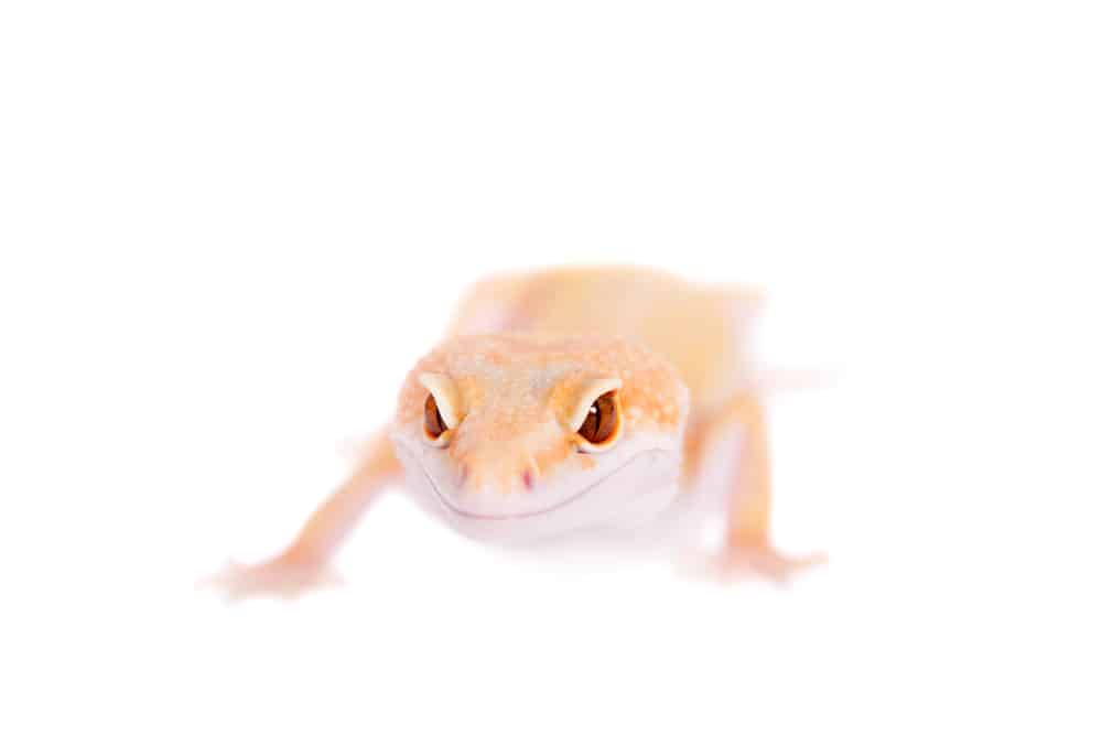 Albino Leopard Gecko facomg the camera against a white background