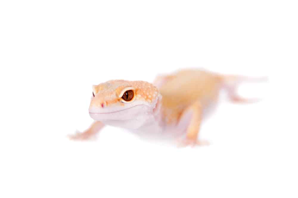 Albino Leopard Gecko with its body out of focus