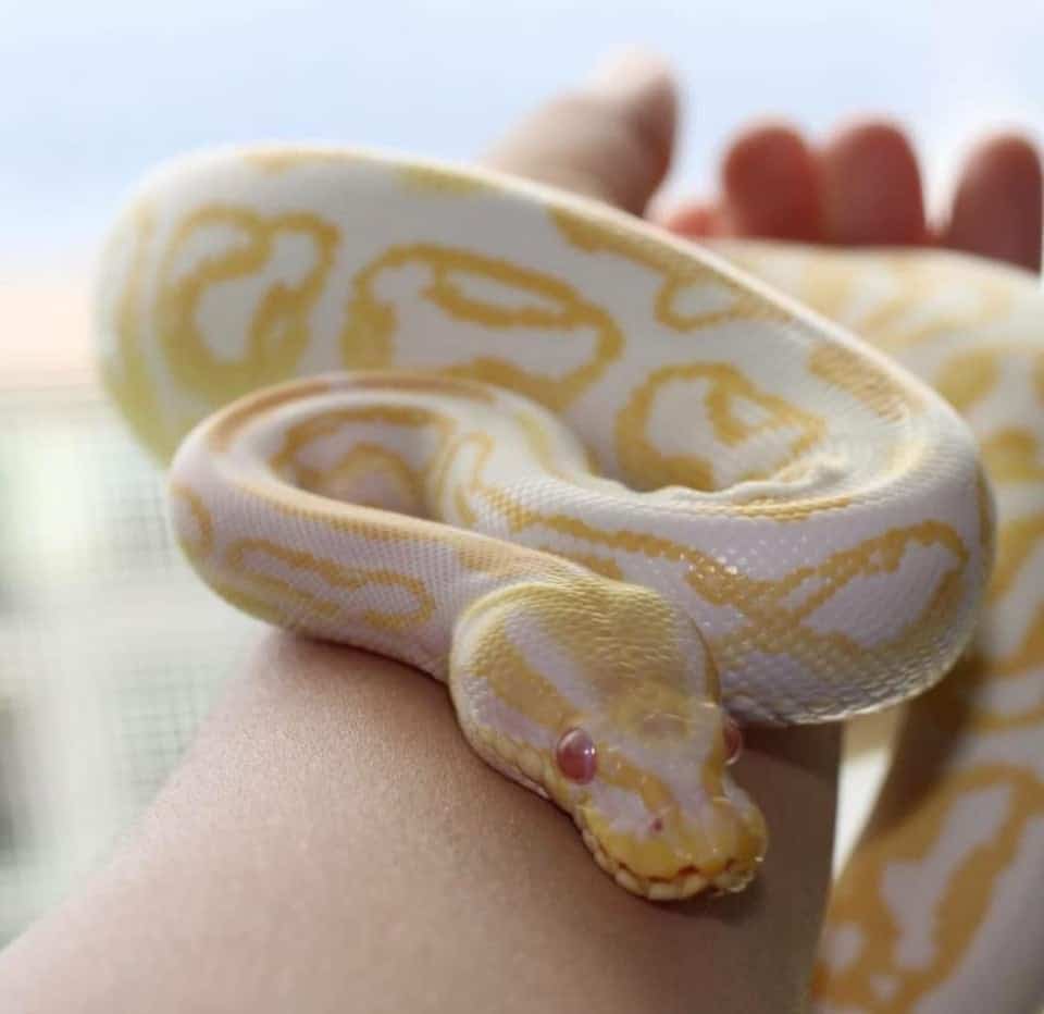 Albino Pastel Ball Python climbing a person's arm