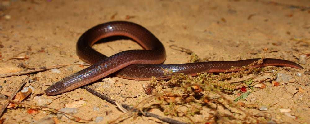 An Eastern Wormsnake on the ground