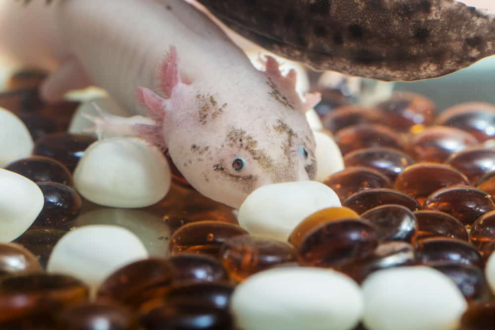 A white axolotl playing with its substrate of river pebbles