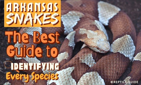 Snakes in Arkansas: An Expert’s Guide on Each Species