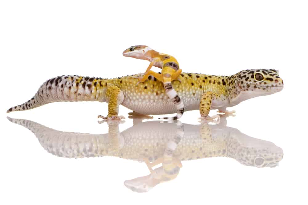 Baby Leopard Gecko sitting on its mother