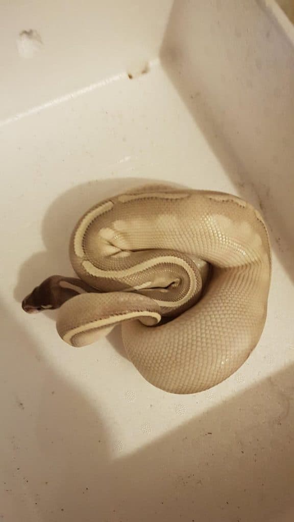 A purple passion ball python in an open white container