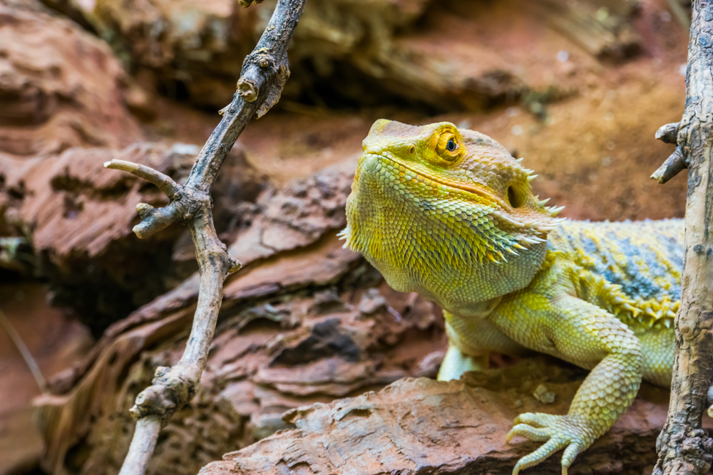 Bearded dragon resting on a rock