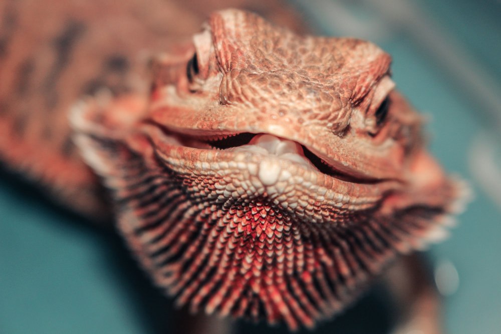 Adult Bearded Dragon Face Focus