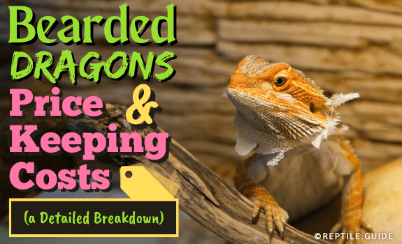 Bearded Dragon Price: Everything Potential Buyers Should Know!