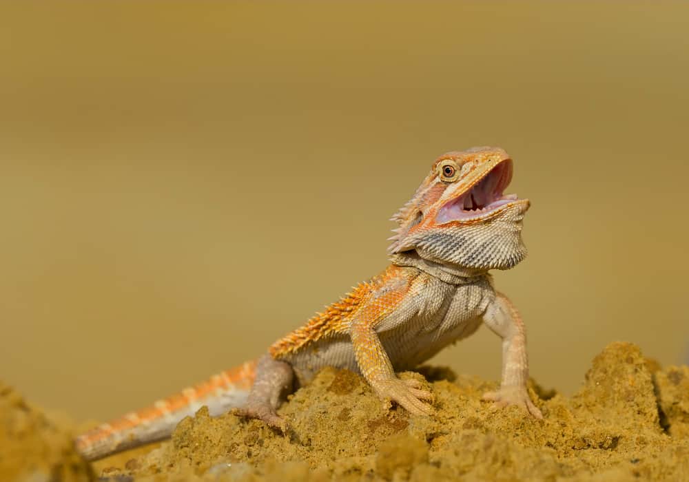 Bearded dragon on a mound of dirt with its mouth open
