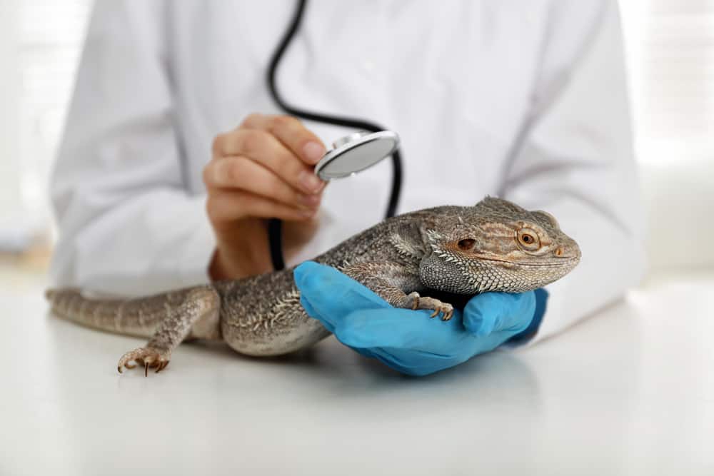 Veterinarian examining bearded lizard on table in clinic, closeup