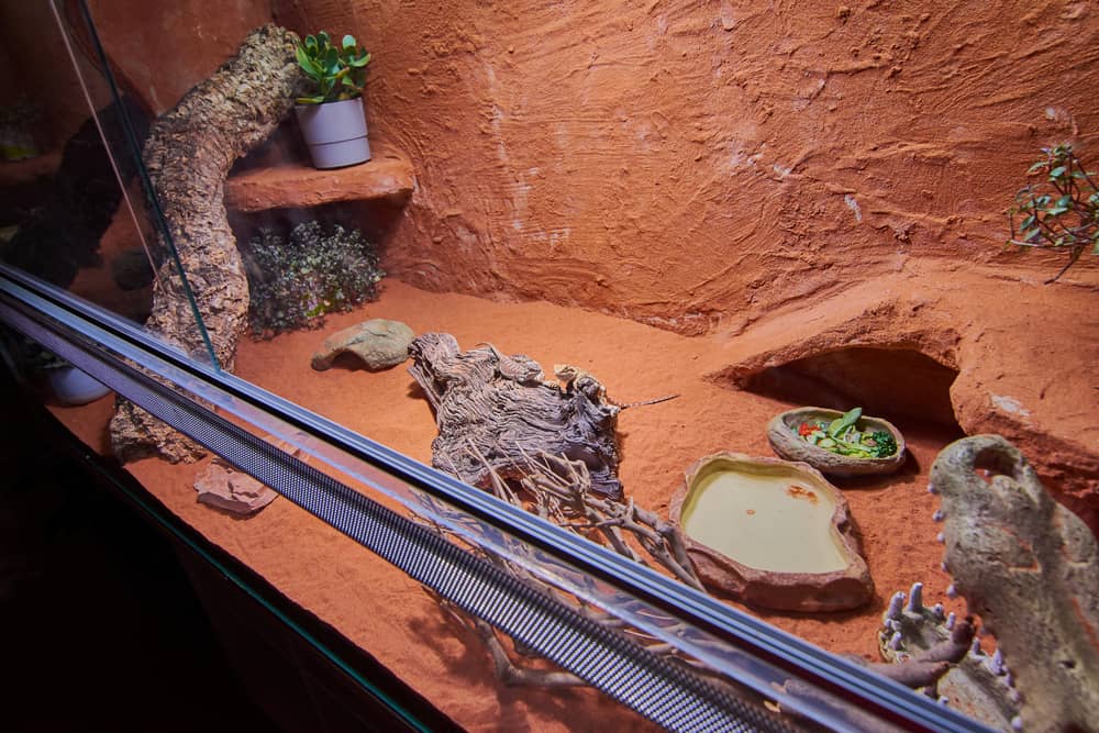 Bearded dragon enclosure with glass walls