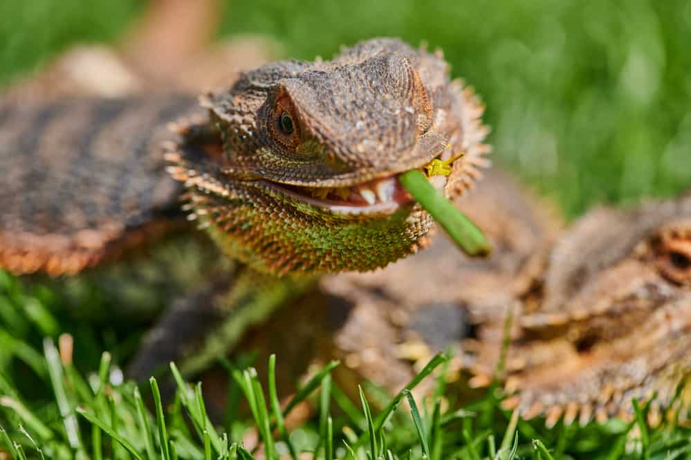 Bearded dragon eating a green stem