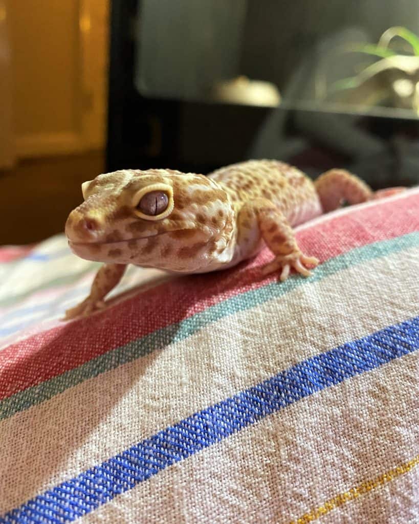 bell albino leopard gecko eyes