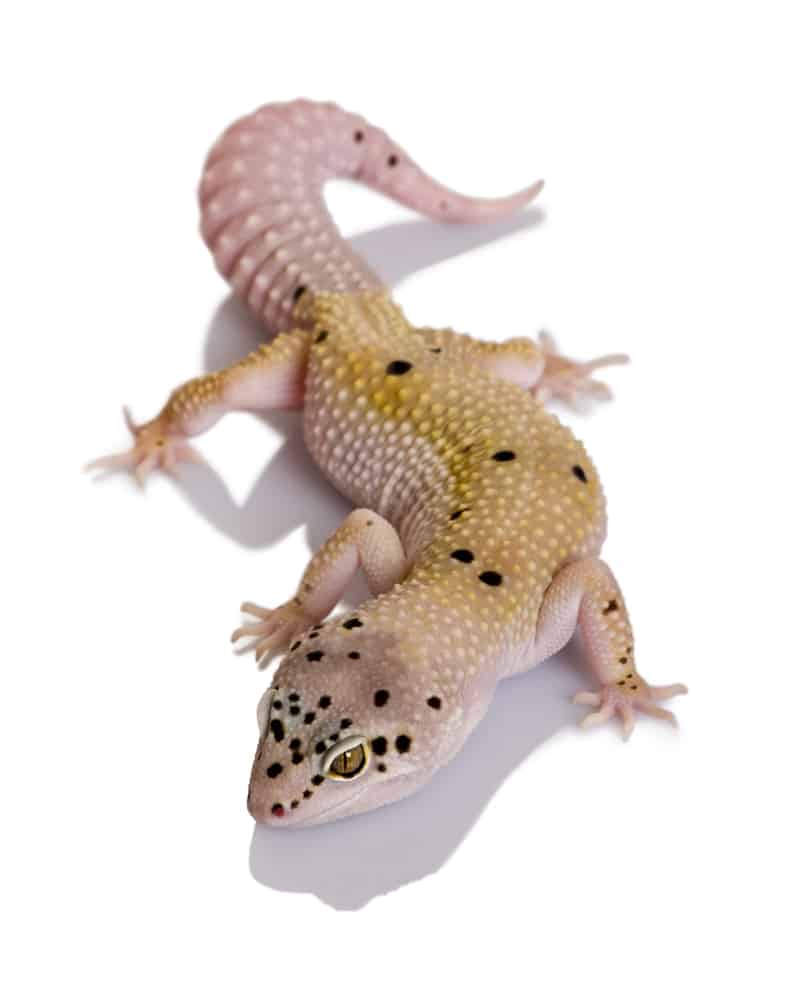 Bell albino cross against a white background