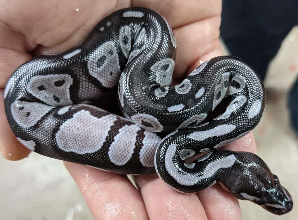 Black Axanthic Morph in a person's hand