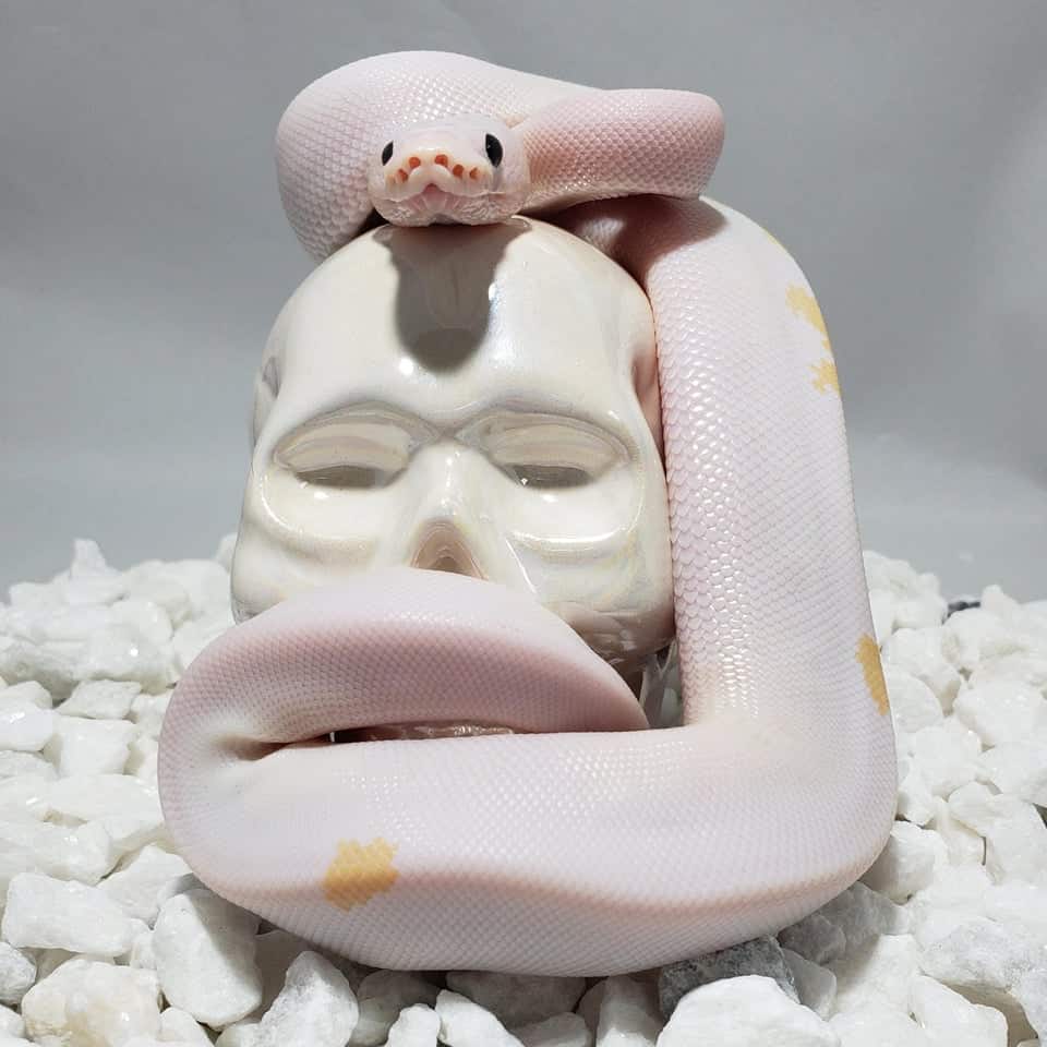 Black Eyed Lucy Python wrapped around a porcelain skull