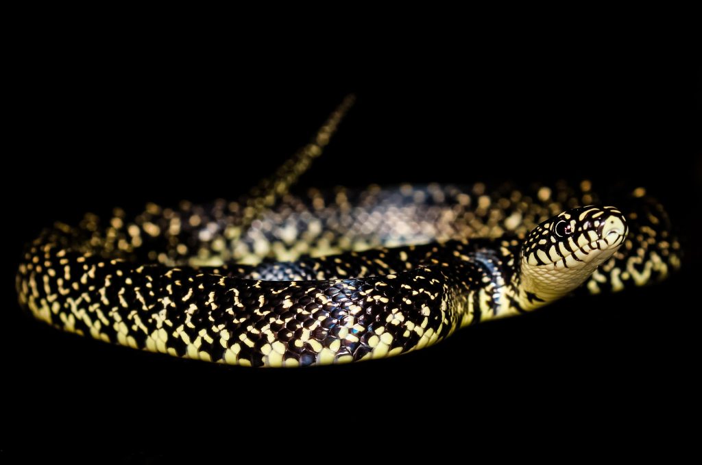 Black King Snake close up with black background