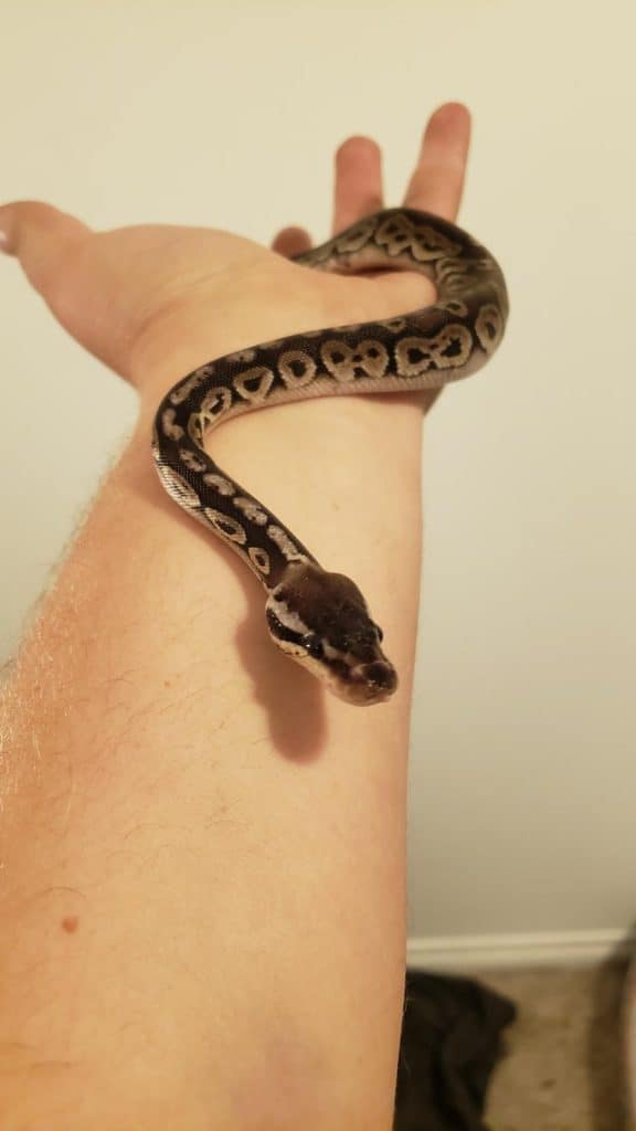 Black Pewter climbing up a person's forearm