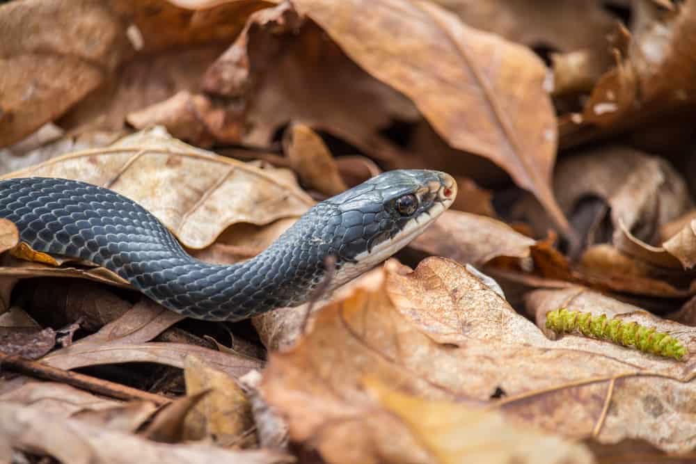 Black Eastern Racer Snake