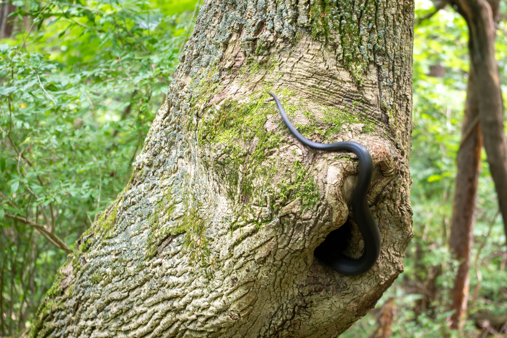 Black Rat Snake hiding in a tree