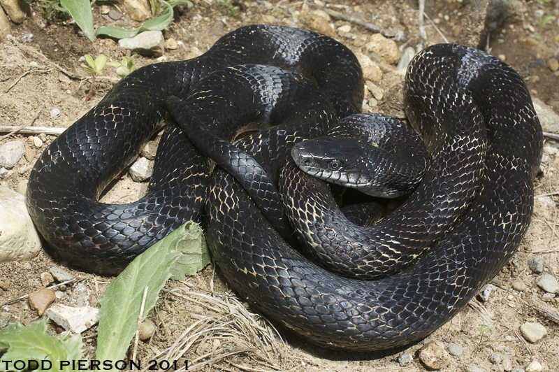 Black Ratsnake coiled on top of dirt with leaves on the side