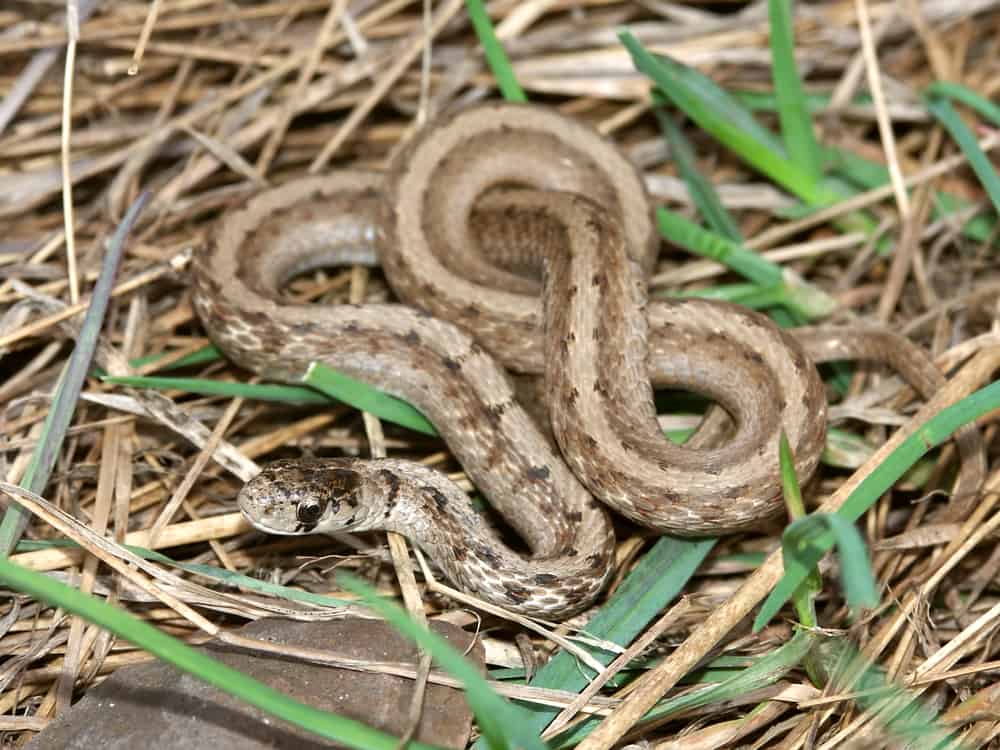 Brown Snake on dead grass