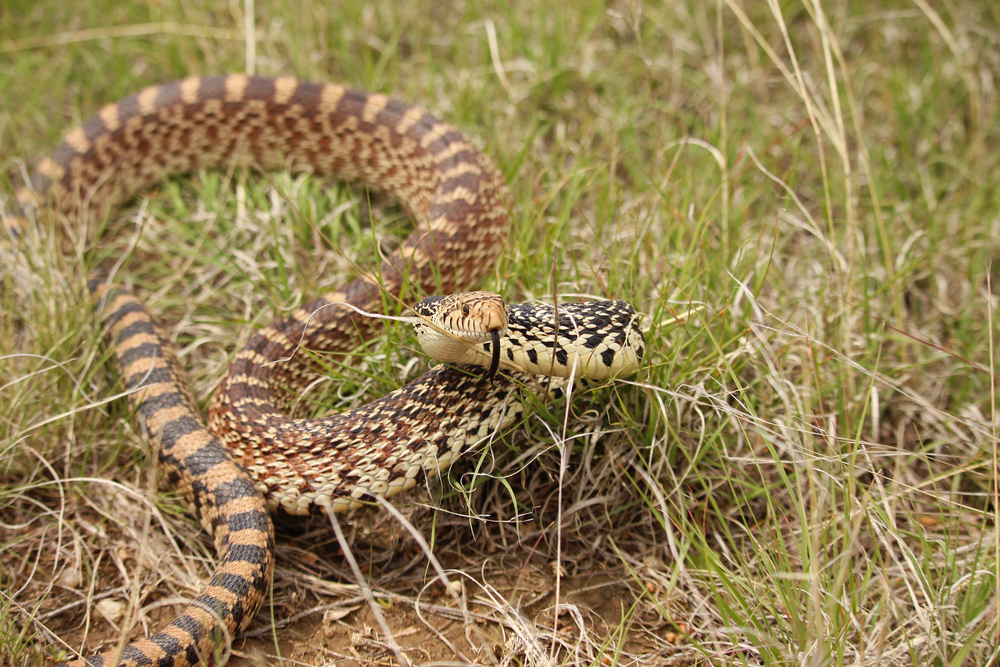 Bullsnake with its tongue out on top of grass