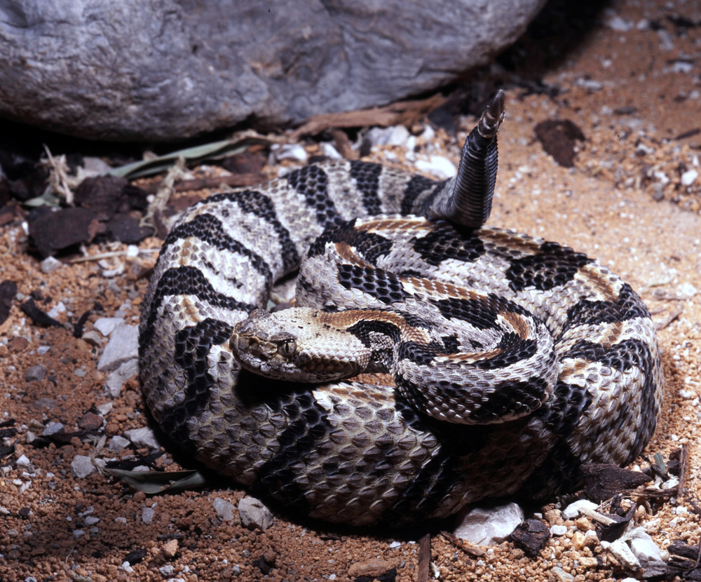 Canebrake rattlesnake coiled with its rattle showing on  top of dirt with a rock in the backround