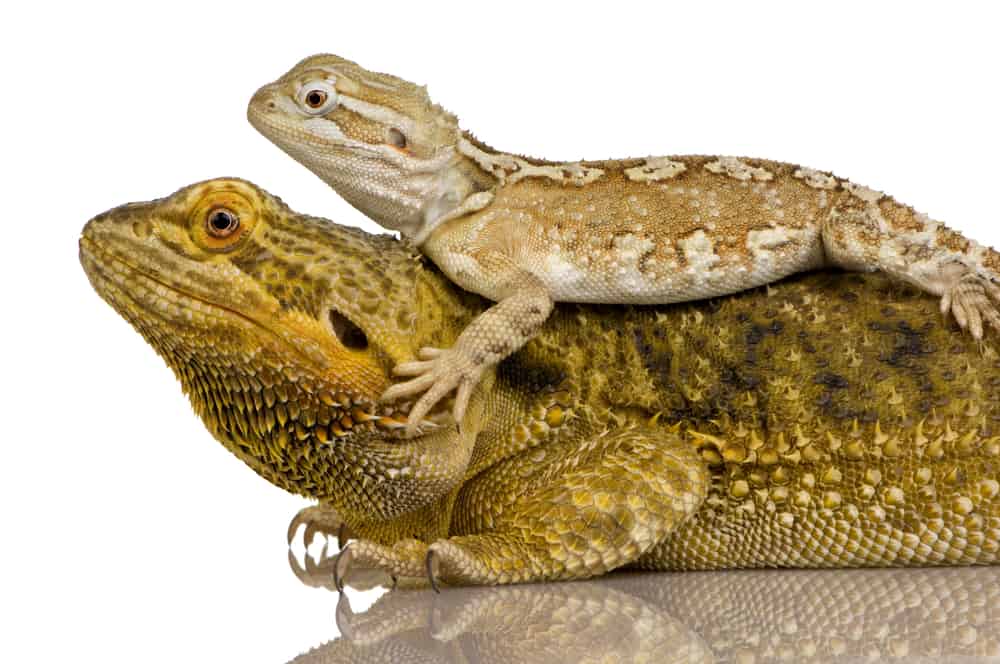 Rankin's dragon perched on a bearded dragon