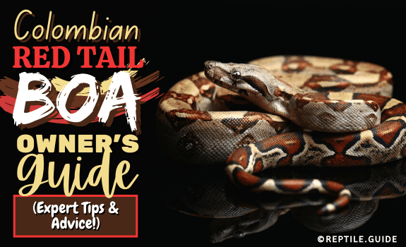Colombian Red Tail Boa Owner's Guide (Expert Tips & Advice!) (1)