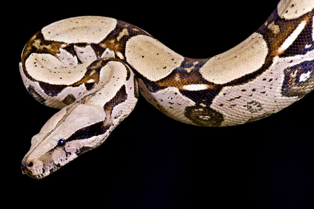 Colombian red tail boa against a black background