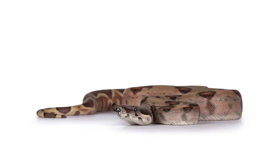Colombian red tail boa aginst a white background