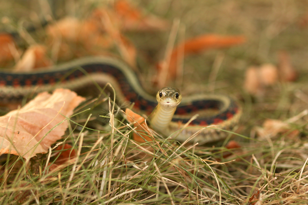 Common Garter snake on top of grass staring straight at you